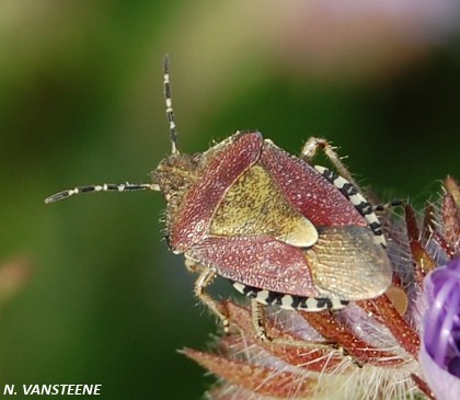 Dolycoris baccarum