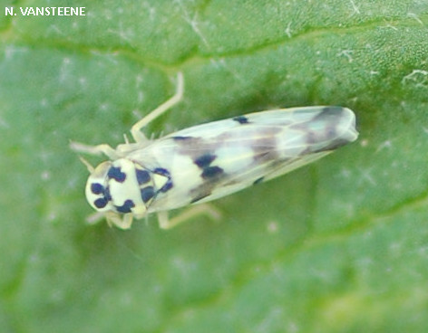 Eupteryx atropunctata