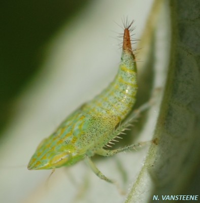 Fieberiella florii