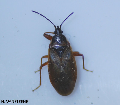 Gastrodes abietum