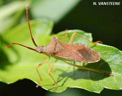 Gonocerus acuteangulatus