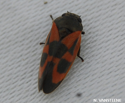 Haematoloma dorsata