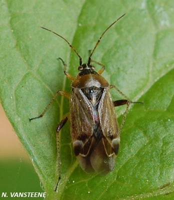 Harpocera thoracica