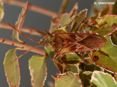 Leptoglossus occidentalis