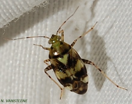 Liocoris tripustulatus