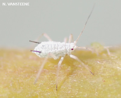 Macrosiphum albifrons