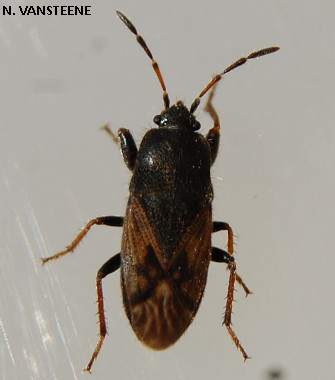 Megalonotus chiragra