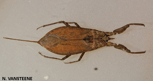 Nepa cinerea