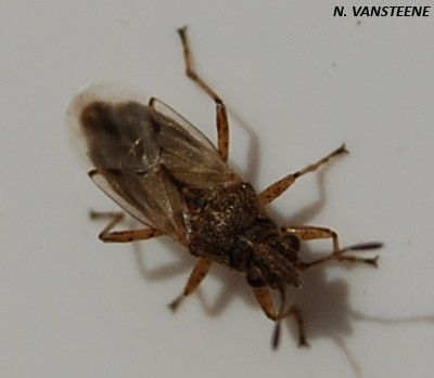 Nysius sp