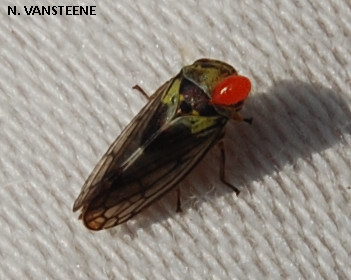 Oncopsis sp