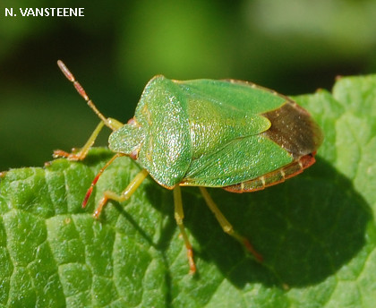 Palomena prasina