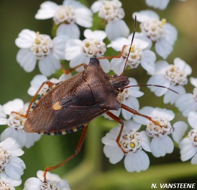 Pentatoma rufipes