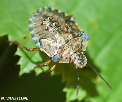 Pentatoma rufipes