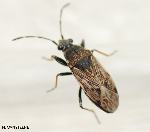 Peritrechus gracilicornis