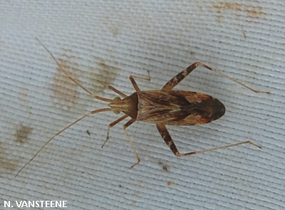 Phytocoris sp