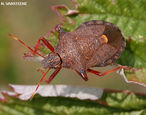 Picromerus bidens