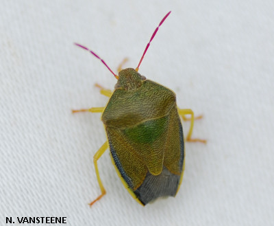 Piezodorus lituratus