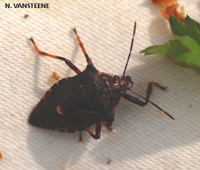 Pinthaeus sanguinipes