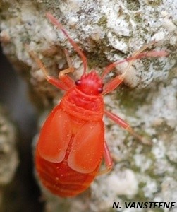 Pyrrhocoris apterus