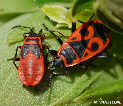 Pyrrhocoris apterus