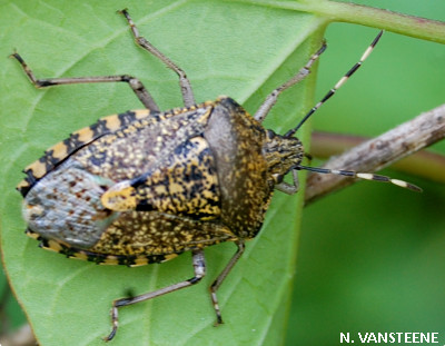 Rhaphigaster nebulosa