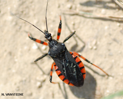 Rhynocoris annulatus