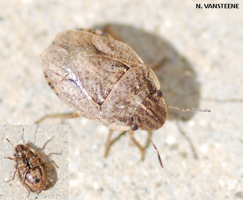 Sciocoris cursitans