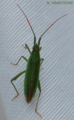 Stenodema calcarata