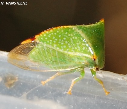 Stictoleptura bisonia