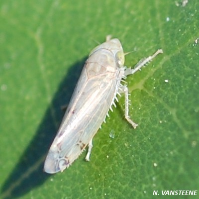 Syniphropsis lauri