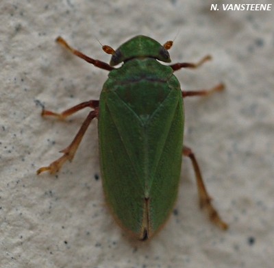 Tettigometra sp