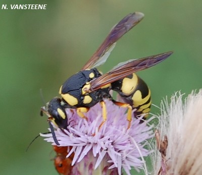 Ancistrocerus sp