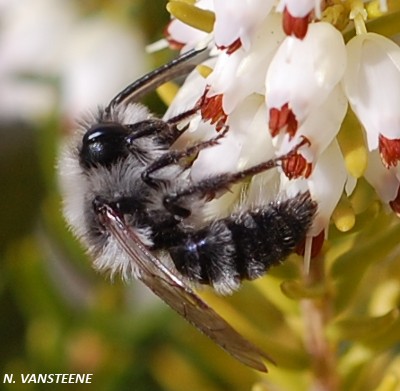 Andrena cineraria