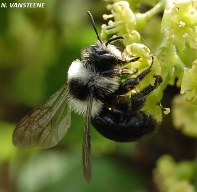 Andrena cineraria