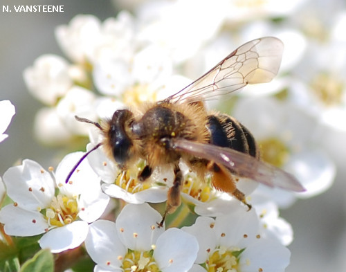 Andrena flavipes