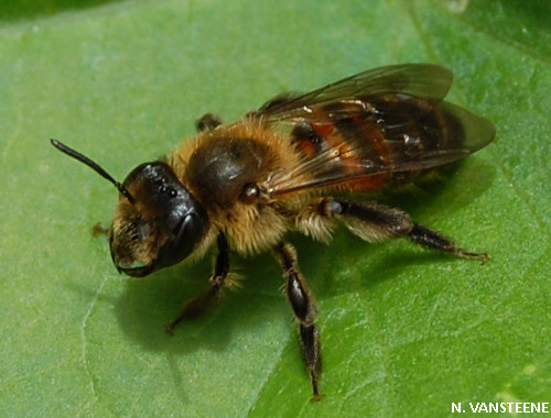 Andrena florea