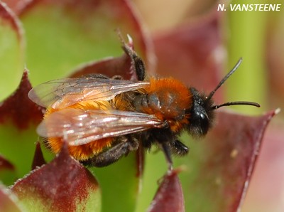 Andrena fulva