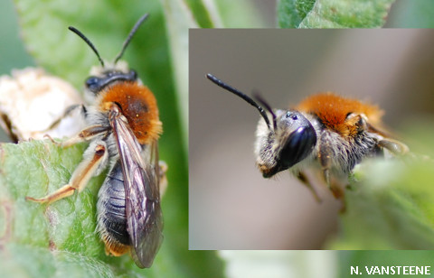 Andrena haemorrhoa