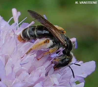 Andrena hattorfiana