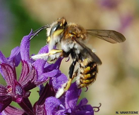 Anthidium manicatum