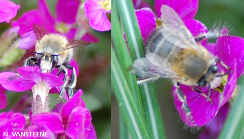 Anthophora plumipes