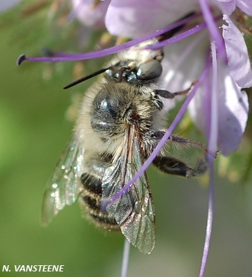 Anthophora quadrimaculata