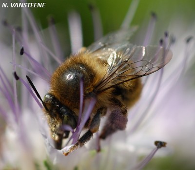 Anthophora quadrimaculata