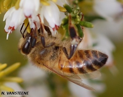 Apis mellifera