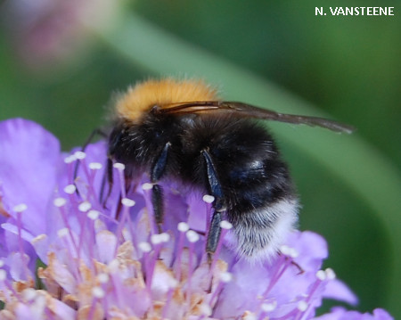 Bombus hypnorum