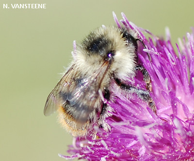 Bombus sylvarum