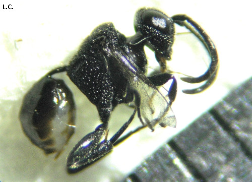 Brachygaster minuta