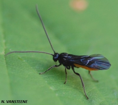 Braconidae