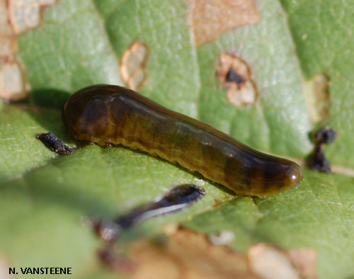 Caliroa cerasi