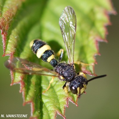 Cerceris rybyensis